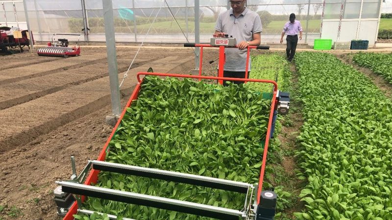 蔬菜大棚灌溉系统：高效灌溉的秘密武器**